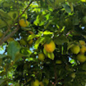 Meet your Posher, Sonia